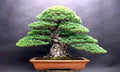 White Spruce Bonsai Seeds - 20+ Premium Seeds - Picea glauca - Ideal for Bonsai Cultivation and Garden Projects