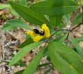 Gopherweed Seeds | 25 Seeds | Baptisia lanceolata | Florida Native Flower | Rare Bee Attractor