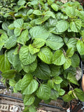 Swedish Ivy Cuttings - 5+ Live Creeping Charlie Plectranthus Australis - Easy Care Indoor Plant