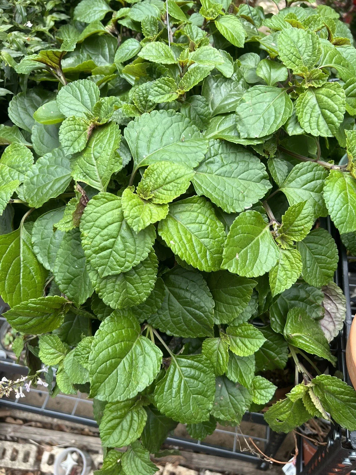 Swedish Ivy Cuttings - 5+ Live Creeping Charlie Plectranthus Australis - Easy Care Indoor Plant