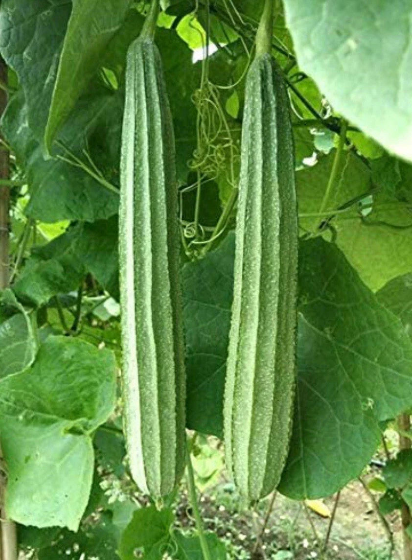 Patola Seeds 15 | Ridge Gourd | Chinese Okra | Angled Luffa Gourd | Sigua (Luffa acutangula)
