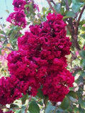 Dynamite Cape Myrtle Seeds - 20 Perennial Flower Seeds - Lagerstroemia indica - US Seller