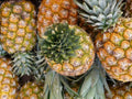Monte Oscuro Pineapple Seeds - 15+ Seeds for Garden Planting - Ananas comosus - USA - Free Shipping