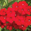 Red Phlox Seeds - 500 Non-GMO Heirloom Flower Seeds for Rock Gardens - Phlox paniculata