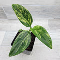 Monstera Standleyana 4" Live Variegated Houseplant | Rare Philodendron Cobra | Indoor Plant