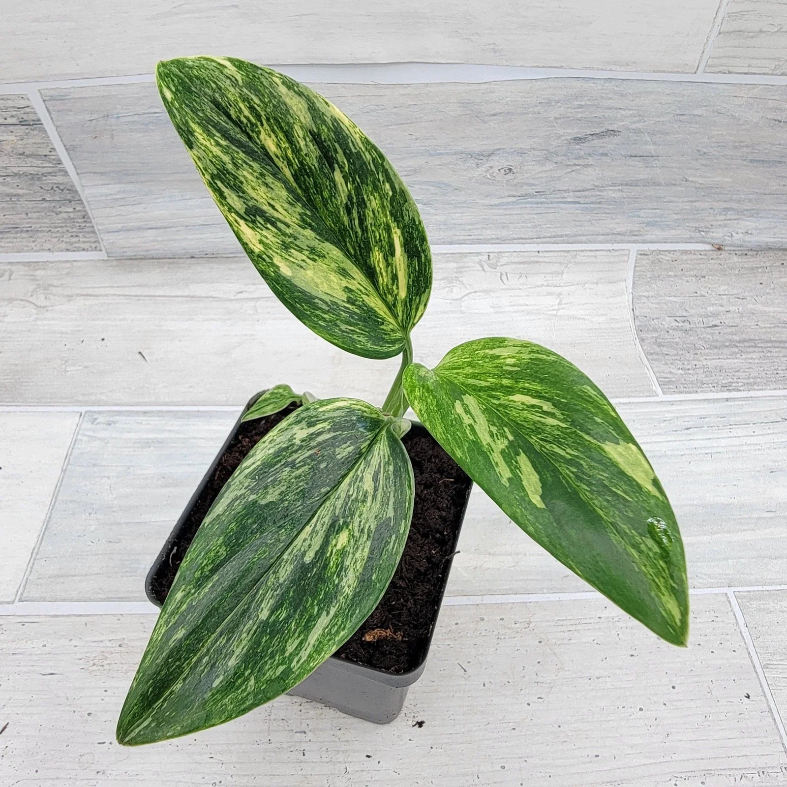 Monstera Standleyana 4" Live Variegated Houseplant | Rare Philodendron Cobra | Indoor Plant