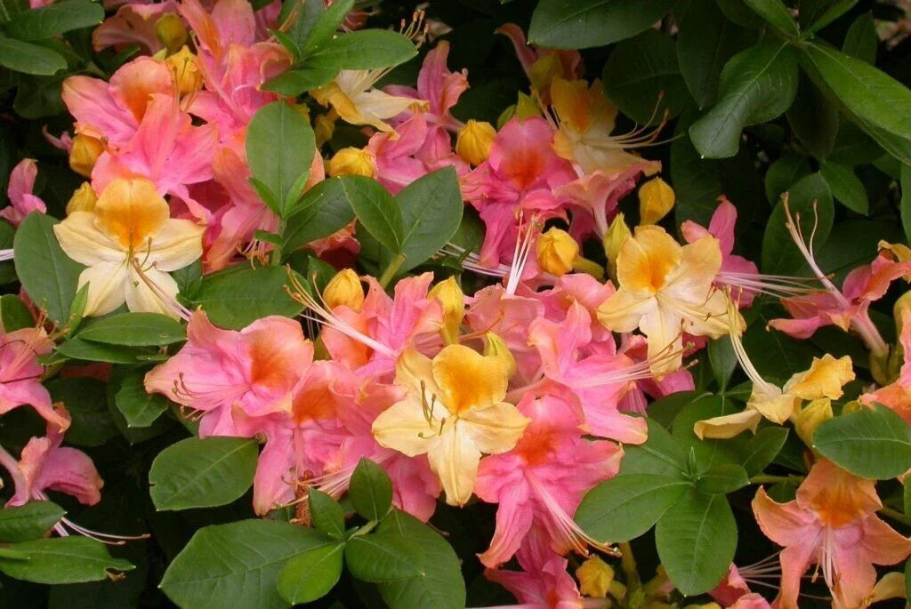 Azalea Plant - Pink & Yellow - Rooted Rhododendron - Garden Rainbow - May Be Dormant