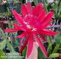 Epiphyllum Cuttings - Unrooted 8-10 inches - The Red Shadow - Tropical Cactus Variety