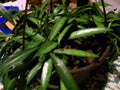 Hoya Longifolia Wall String Bean Plant Starter - Hanging Plant, Heat-Loving, Frost Sensitive - Hoya Longifolia