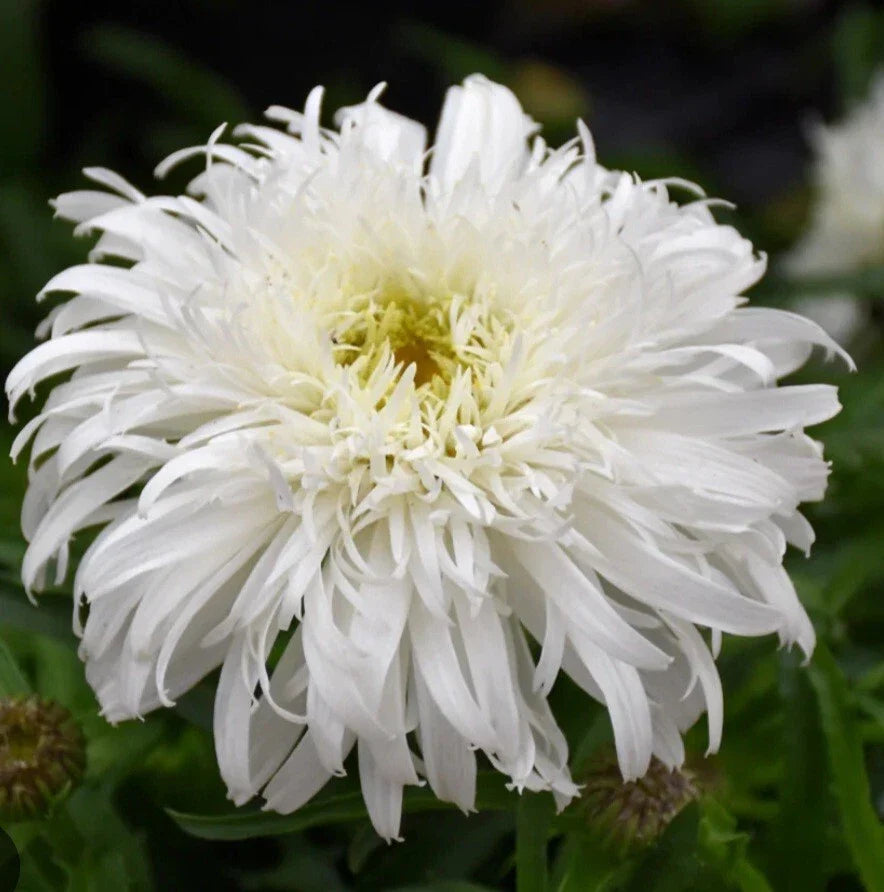 Daisy Marshmallow Plant - Perennial Flower - Malva sylvestris - Vibrant Blooms for Garden or Container