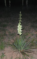 Yucca Bare Root Live Plant - Adams Needle Hardy Succulent - 1 Starter Plant (Yucca filamentosa) - 15 Inches Tall