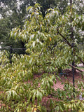 Dwarf Bonfire Patio Peach Tree - Ornamental Live Plant - Outdoor Fruit Tree Cuttings - Prunus persica