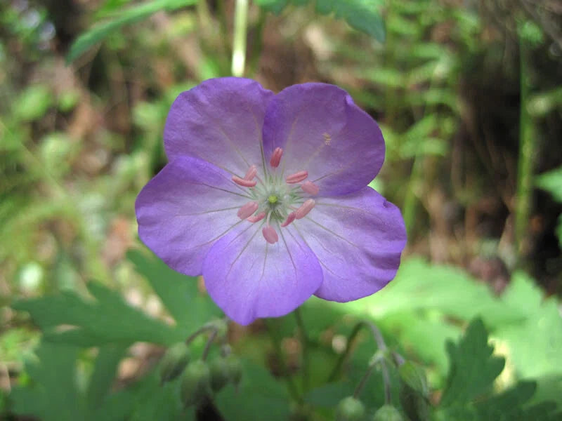Wild Geranium Bare Root 15 Ct, Geranium maculatum, Native Flowering Plant for Gardens and Landscaping