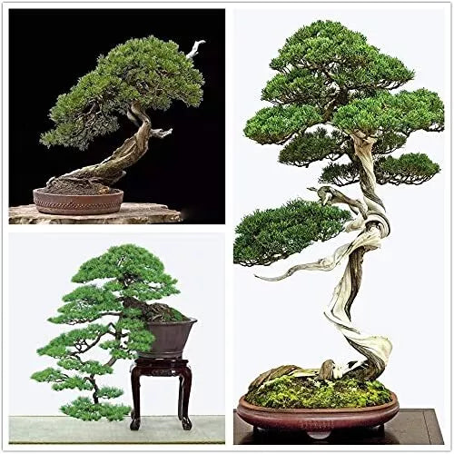 Bonsai Tree Seeds - 30+ Japanese Black Pine Seeds - Prized Evergreen, Pinus thunbergii
