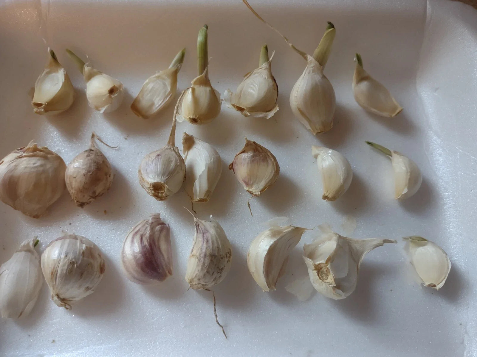 Organic Medium Garlic Cloves Seeds for Planting - 21+ Sprouted, Hand-Harvested, Allium sativum