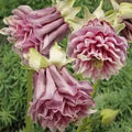 Double Rose Columbine Seeds - 50 Perennial Flower Seeds - Aquilegia - US Seller