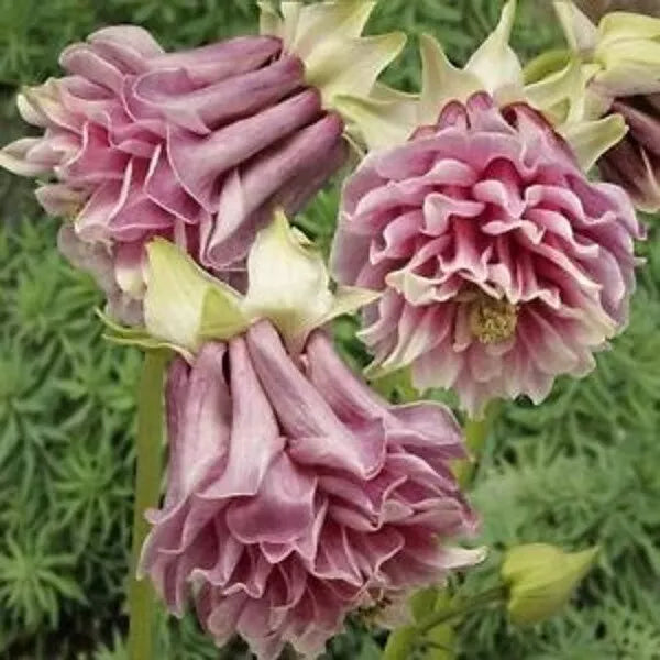 Double Rose Columbine Seeds - 50 Perennial Flower Seeds - Aquilegia - US Seller