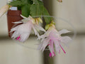 Thanksgiving/Christmas Cactus Cuttings - Schlumbergera "Branca Dobrada" - No Roots