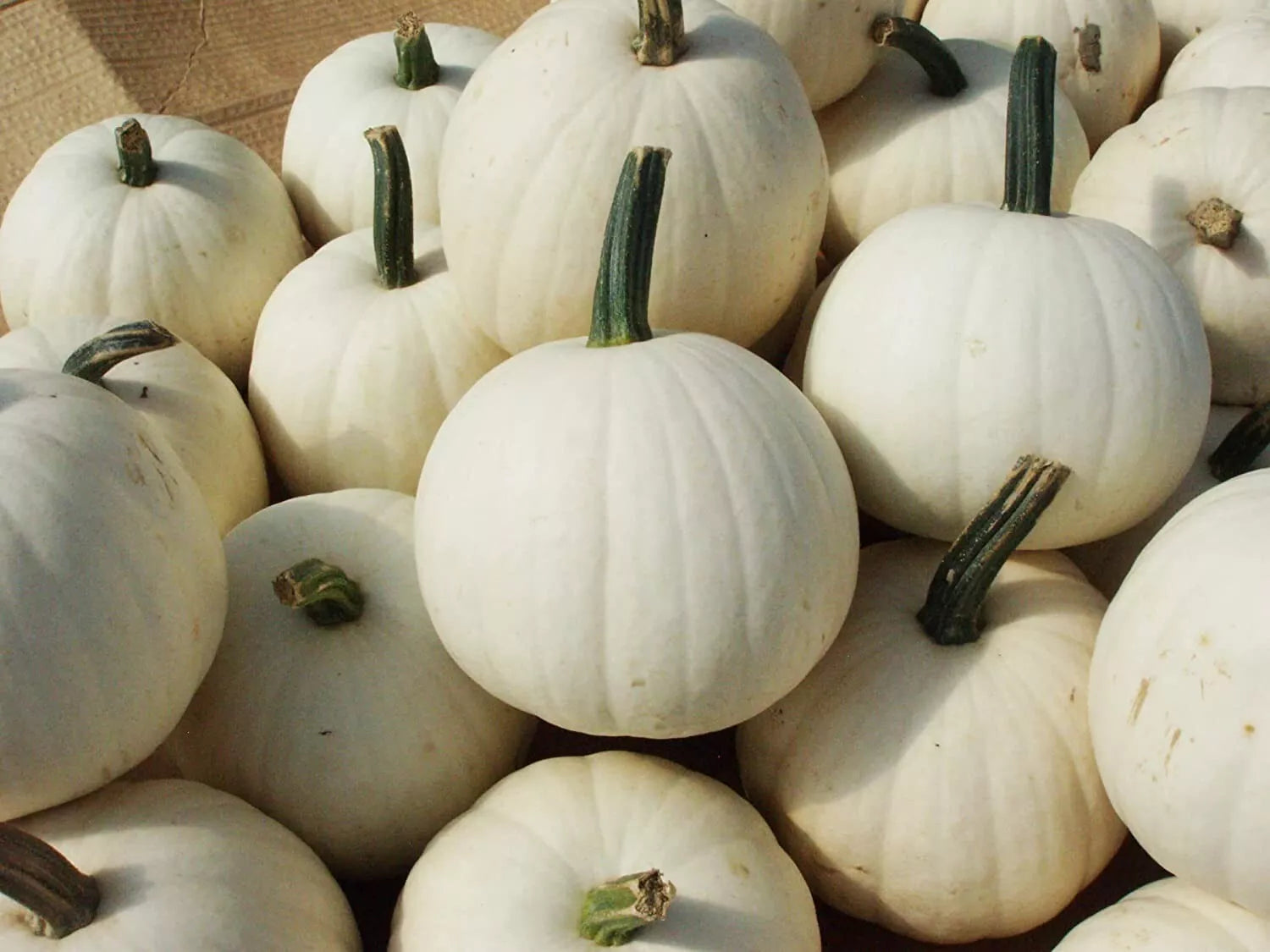 Snowball Pumpkin Seeds - 10 Count - 2 Pound White Varieties (Cucurbita pepo) for Planting