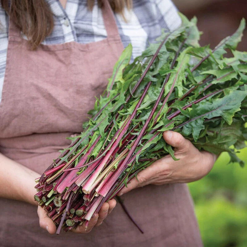 Red Stem Endive Seeds - 1000 Non-GMO Heirloom Italian Dandelion (Chicory)