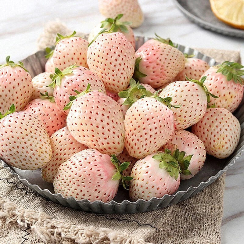 White Strawberry Seeds - 100+ Pineberry Hula Berry - Alpine Berry - Perfect for Container Garden - USA Grown