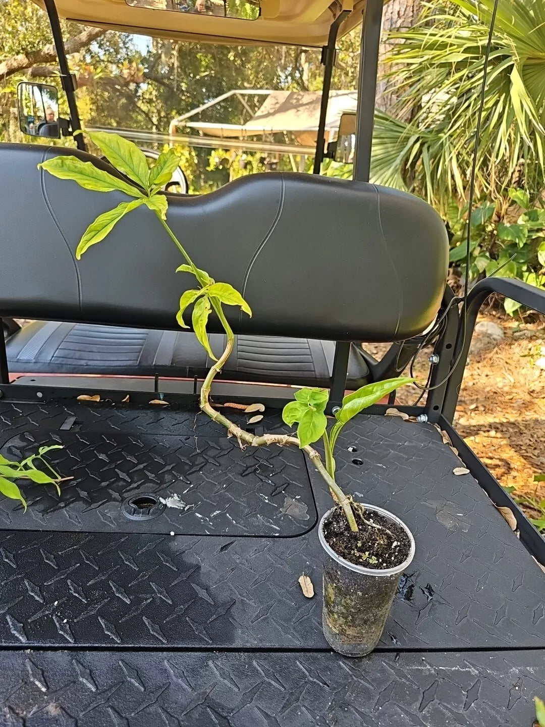 Syngonium Angustatum Live Plant 3.5" - Five Finger Little Star Houseplant, Indoor Greenery, Air Purifying Plant