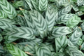 Leopard Calathea Seeds - 25+ Pack for Garden Planting - Calathea lancifolia - USA Grown - Free Shipping