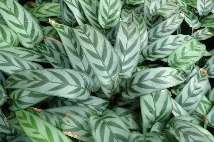 Leopard Calathea Seeds - 25+ Pack for Garden Planting - Calathea lancifolia - USA Grown - Free Shipping