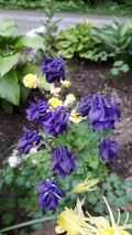 Columbine Mix Seeds - 25+ Perennial Flower Seeds - Aquilegia Varieties for Garden Planting