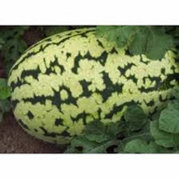 Watermelon Seeds 500 Count Klondike Striped Blue Ribbon Heirloom (Citrullus lanatus)