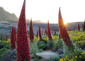 Tower of Jewels Seeds - 10 Pack - Rare Echium Wildpretii - Exotic Flowering Plant