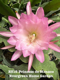 Epiphyllum Orchid Cactus “Princess De Monaco” 4” Starter Pot - Rooted Orchid Cactus Plant, Tropical Houseplant, Indoor Garden