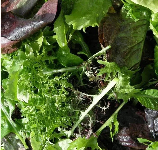 Gourmet Salad Blend Seeds - Red & Green Lettuce Mix - Non-GMO - Cool Season - 500 Seeds (USA)
