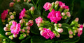 Pink Kalanchoe Live Plant - Well Rooted Succulent - Kalanchoe blossfeldiana