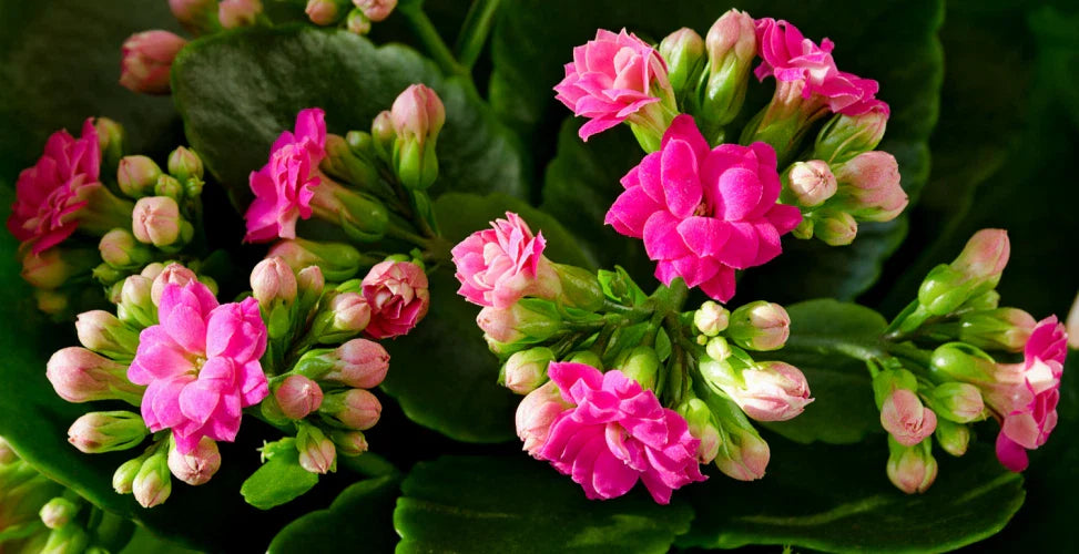 Pink Kalanchoe Live Plant - Well Rooted Succulent - Kalanchoe blossfeldiana
