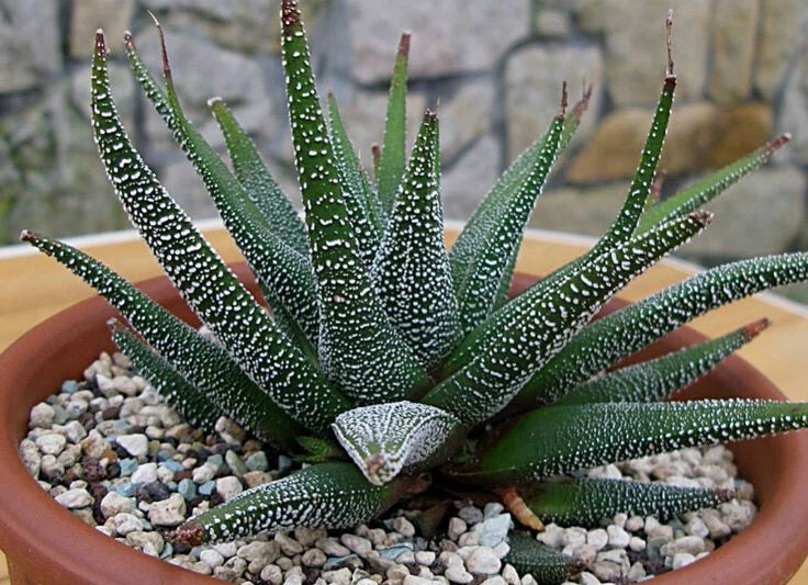 Large Potted Haworthia Attenuata var. Radula - 5" Mature Succulent Plant, Indoor Houseplant, Drought-Tolerant Decor