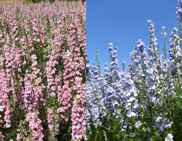Rocket Larkspur Seeds - Pastel Mix, Blue & Pink, Non-GMO, 500 Seeds, Delphinium for Pollinators