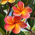 Orange Salmon Plumeria Seeds - 5 Perennial Hawaiian Flower Seeds - Tropical Plants for Garden - Plumeria spp.