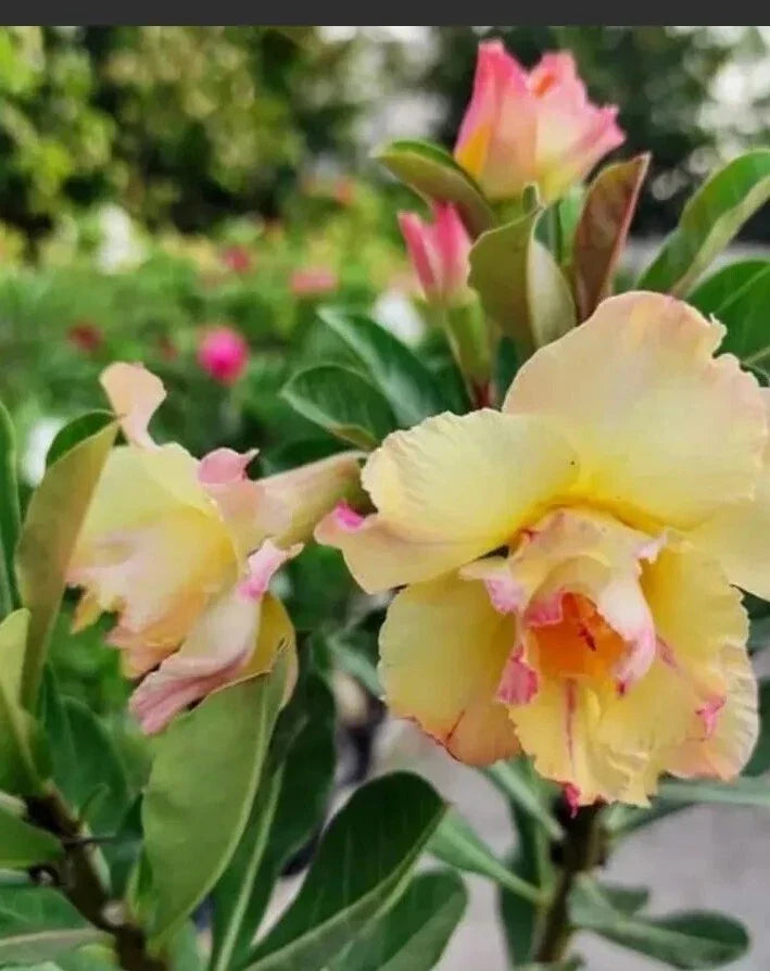 Desert Rose Adenium Plant - 2.5" Double Yellow & Pink Shades Starter Plant