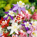 Columbine McKana Giants Seeds | 300+ Perennial Flower Seeds | Mixed Colors | Aquilegia x hybrida