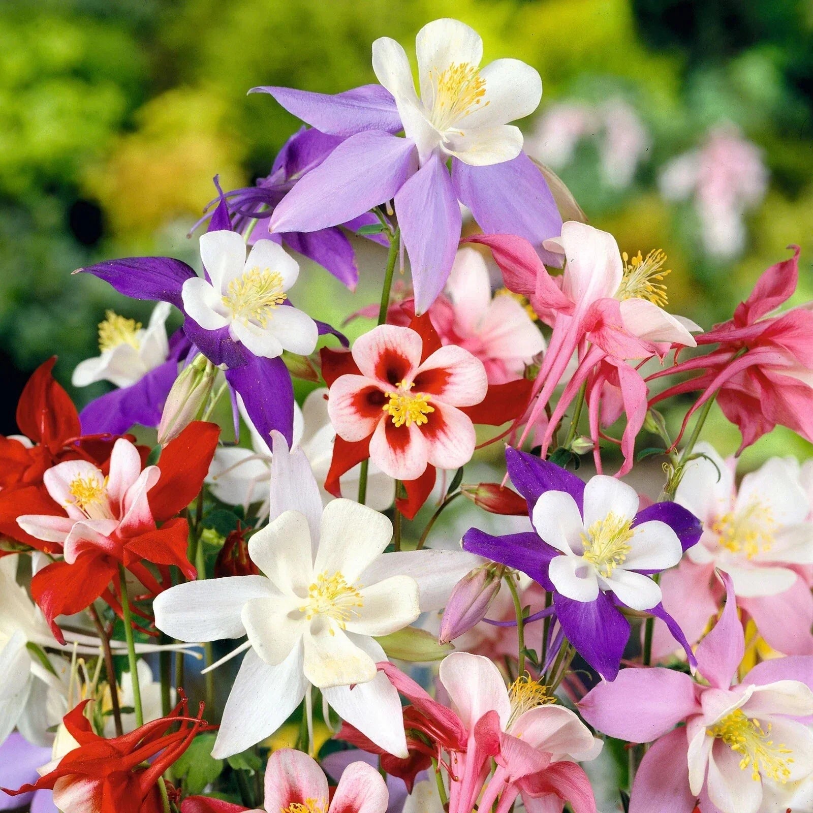 Columbine McKana Giants Seeds | 300+ Perennial Flower Seeds | Mixed Colors | Aquilegia x hybrida