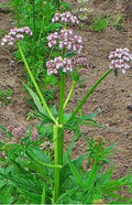 Valerian Seeds - 50 Heirloom Perennial Herb - Valeriana Officinalis - Hardy Garden Heliotrope Plant