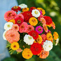 Zinnia Seeds 200 Count Pumila Mix Cut and Come Again for Butterflies and Hummingbirds (Zinnia elegans)