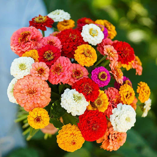 Zinnia Seeds 200 Count Pumila Mix Cut and Come Again for Butterflies and Hummingbirds (Zinnia elegans)
