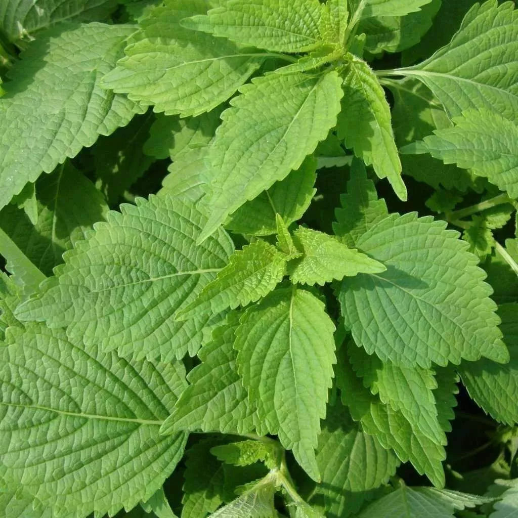 Green Shiso Seeds 50+ Perilla Herb Asian Mint Culinary Plant Perilla frutescens - Annual, USA, Free Shipping