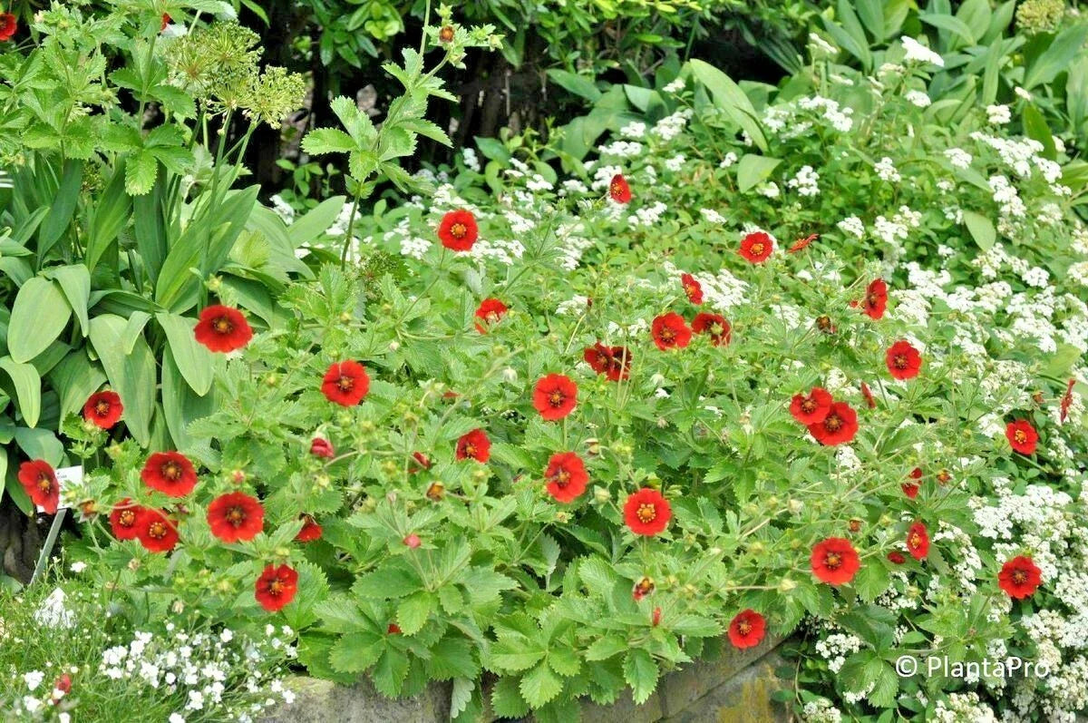 Scarlet Cinquefoil Seeds - Potentilla fruticosa - Native Perennial Compact Flowering Shrub