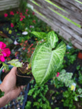 White Butterfly Plant - 2.5" Pot - Syngonium Podophyllum - Indoor Houseplant - Nepthytis - Low Light Tolerant