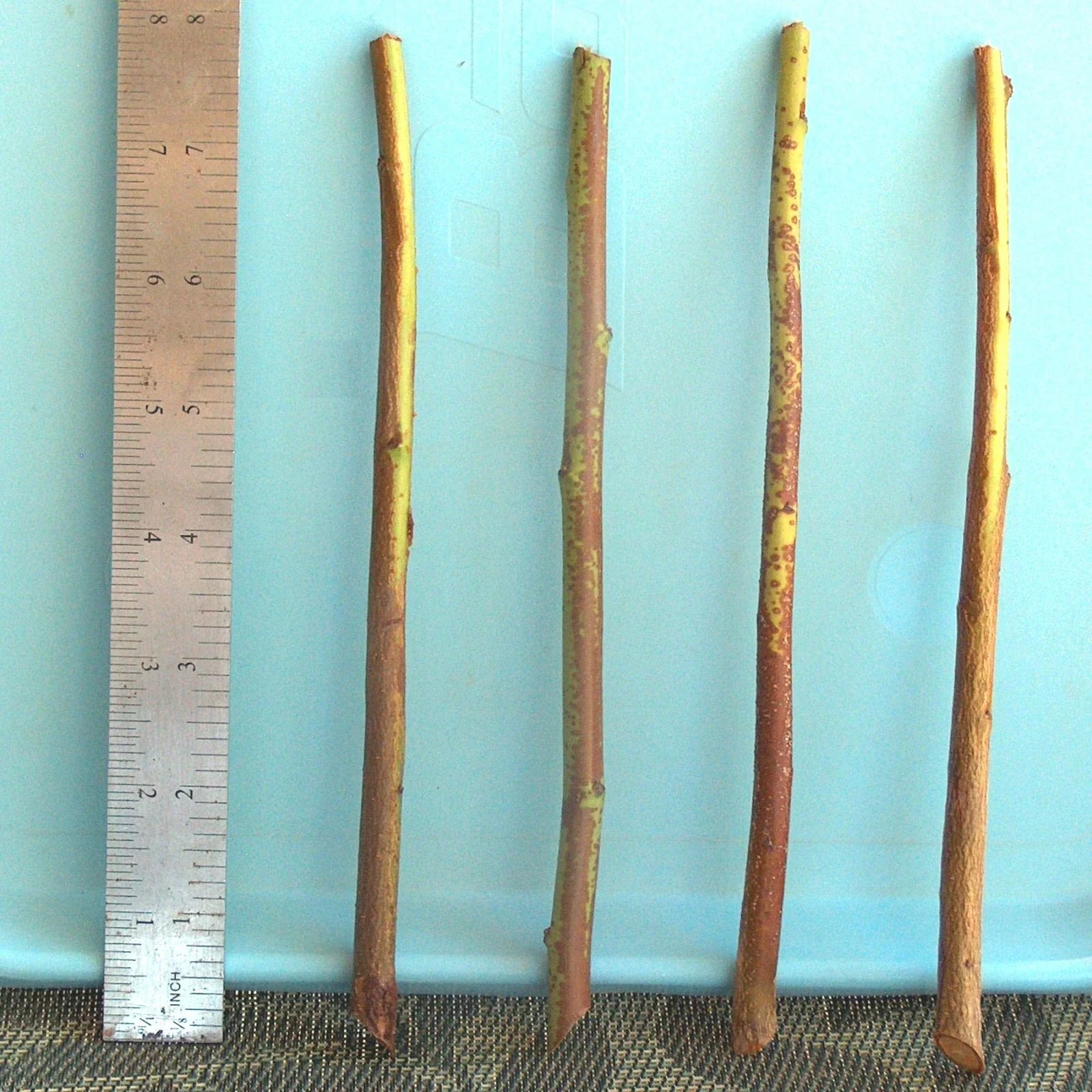 Plum Tree Rootstock Cutting, Semi-Dwarf, No Root, for Scion-Wood Grafting, Prunus domestica
