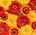 Zinnia Seeds South of the Border Mix | Red Yellow Sombrero Flower Seeds | Zinnia elegans