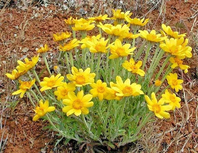 Oregon Sunshine Seeds - 300+ Wooley Sunflower - Native Wildflower for Drought & Poor Soils - Helianthus nuttallii